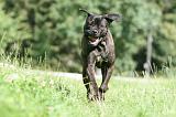 CANE CORSO 1018